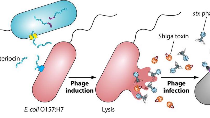 A toxic environment: a growing understanding of how microbial communities affect Escherichia coli O157:H7 Shiga toxin expression